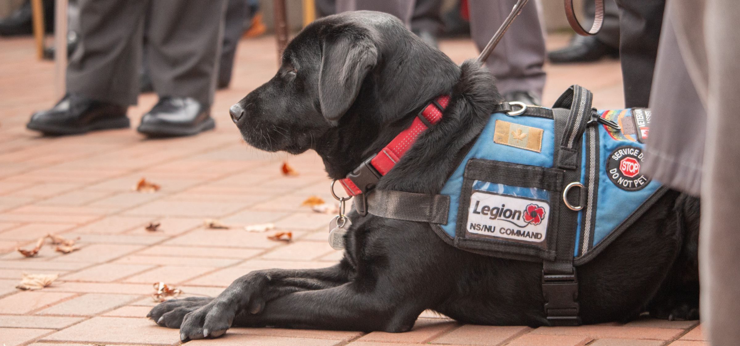 Apply for a Service Dog | Paws Fur Thought